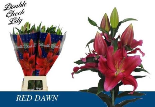 Lilium (Oriental Grp) 'Red Dawn'