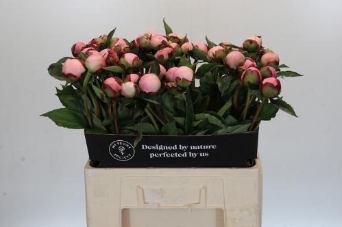 Paeonia Lactiflora Grp 'Nick Shaylor'
