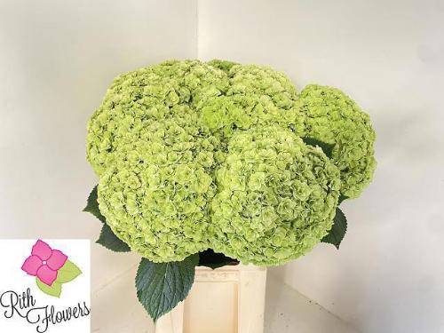 Hydrangea macrophylla Royal Highness (classic)