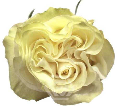 Rosa grootbloemig Moonstone