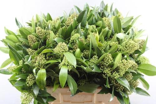 Skimmia per bos confusa 'Kew Green'