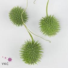Cucumis hirsutus