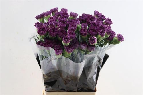 Dianthus standaard Extasis