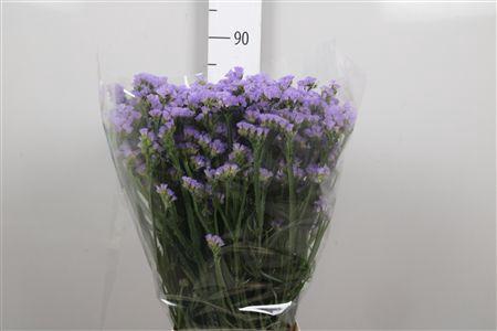 Limonium sinuatum Sky Wings