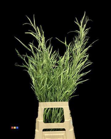 Decoratiegroen kleurbehandeld per bos H%