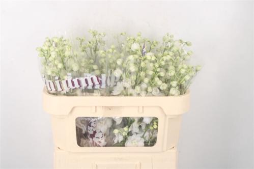 Delphinium dubbelbloemig (Elatum Grp) Dewi White Smile