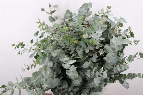 Eucalyptus per bos cinerea