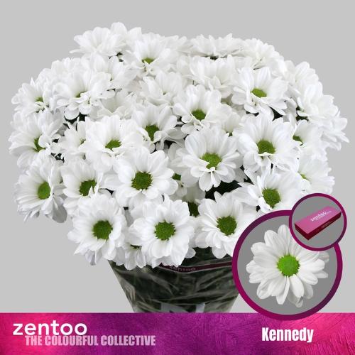 Chrysanthemum Indicum Grp tros Kennedy