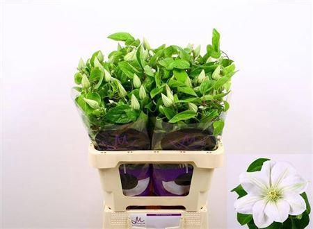 Clematis Amazing Vienna