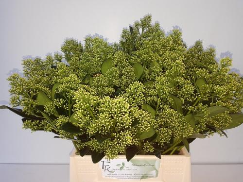 Skimmia japonica 'Yuki' per bos
