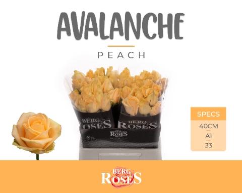 Rosa grootbloemig Avalanche Peach+