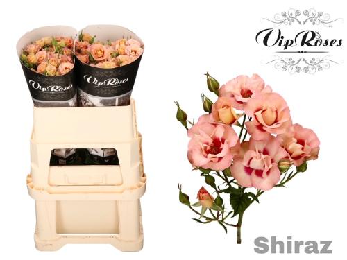 Rosa tros Shiraz!