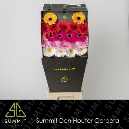 Gerbera mini gemengd op rij