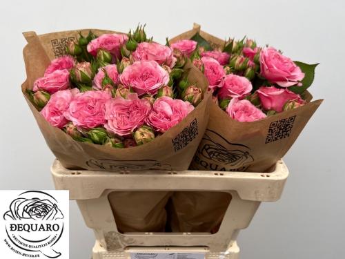 Rosa tros Mariatheresia