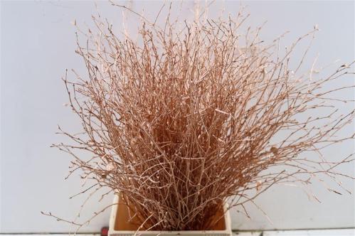 Betula kleurbehandeld H%