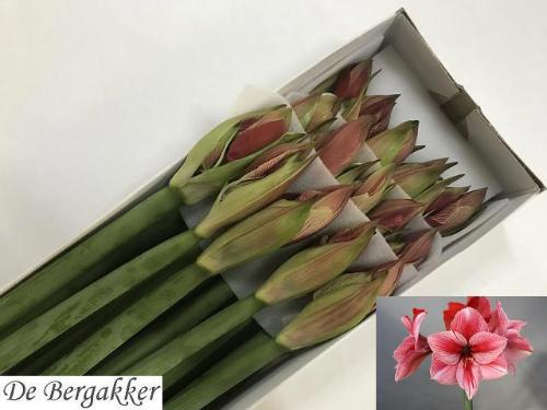 Hippeastrum Galaxy Grp 'Gervase'