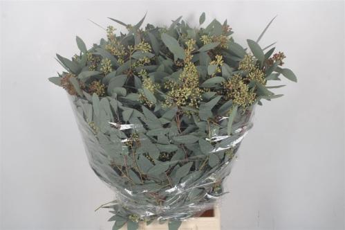 Eucalyptus per bos polyanthemos (fruit)