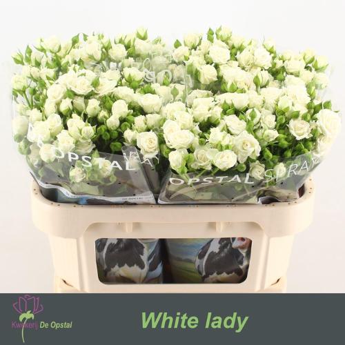 Rosa tros White Lady
