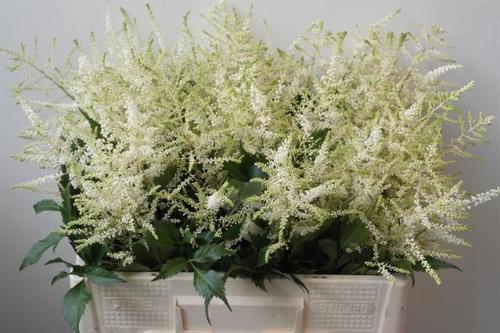 Astilbe Japonica Grp 'Whasingthon'