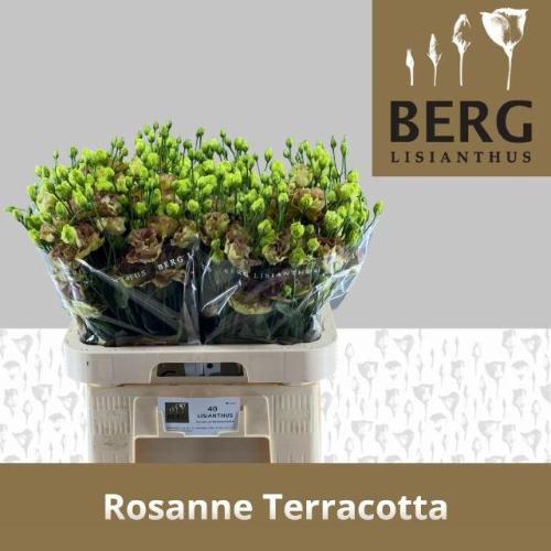 Eustoma russellianum gevuldbloemig 'Rosanne Terracotta'