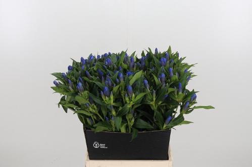 Gentiana 'Kagayaki'