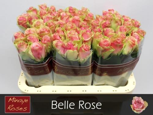 Rosa grootbloemig Belle Rose