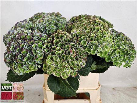 Hydrangea macrophylla Magical Revolution (classic)
