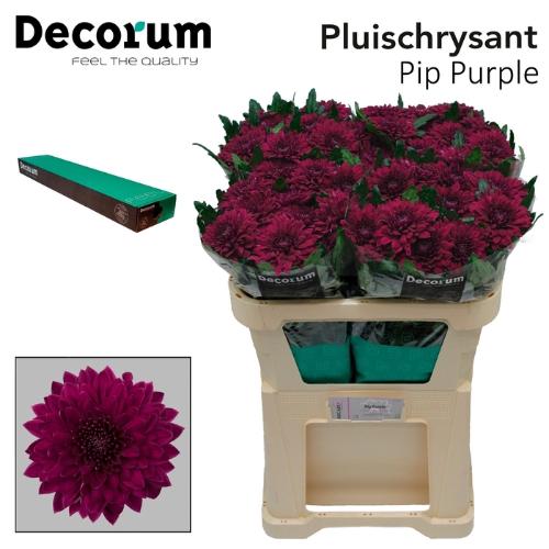 Chrysanthemum Indicum Grp geplozen Pip Purple
