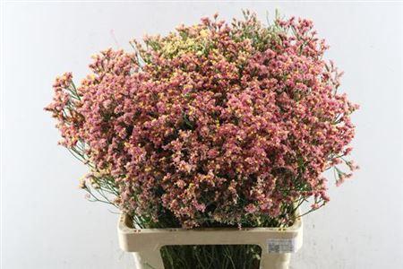 Limonium sinensis Maxima Diamond