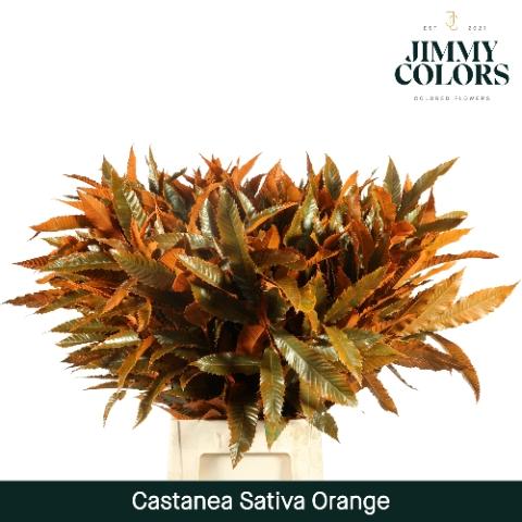 Castanea sativa kleurbehandeld H%