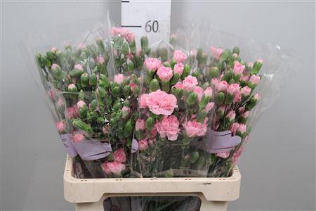 Dianthus tros Rosadita