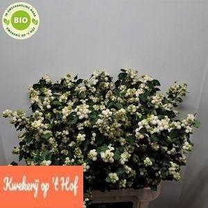 Symphoricarpos Magical Milky Way