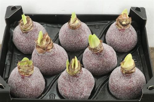 Hippeastrum bol gewaxt H%