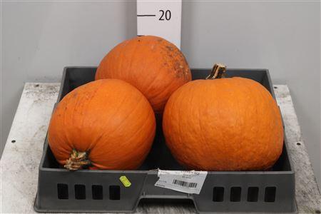 Siervruchten per stuk Cucurbita maxima 'Halloween'