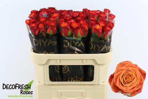 Rosa grootbloemig Touchee+