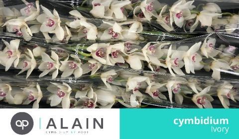 Cymbidium grootbloemig 'Ivory'