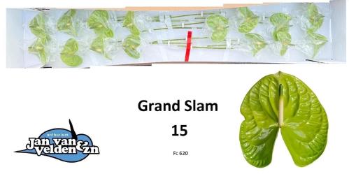 Anthurium (Andreanum Grp) Grand Slam