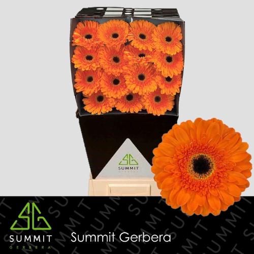 Gerbera grootbloemig 'Bonanza'