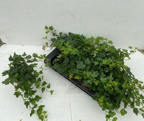 Hedera helix 'Wonder'