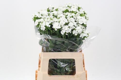 Dianthus barbatus 'Sweet Will White'