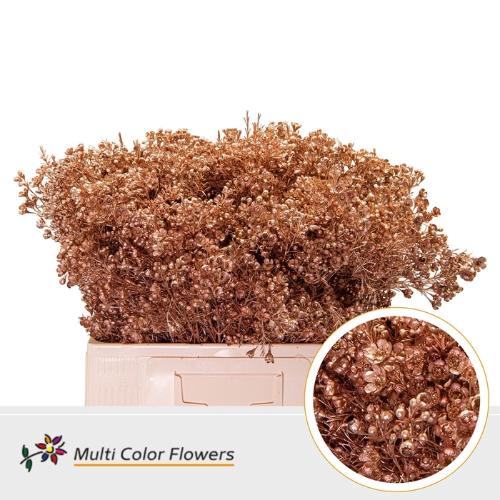 Chamelaucium kleurbehandeld H%