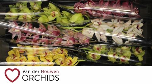 Cymbidium grootbloemig per tak gemengd