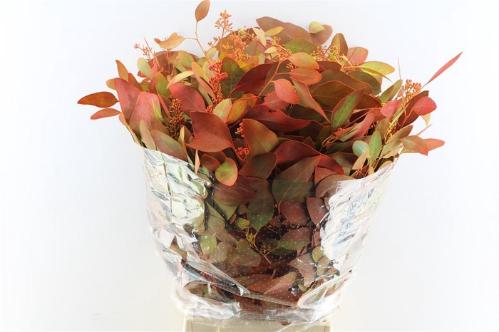 Eucalyptus polyanthemos (fruit) kleurbehandeld per bos H%