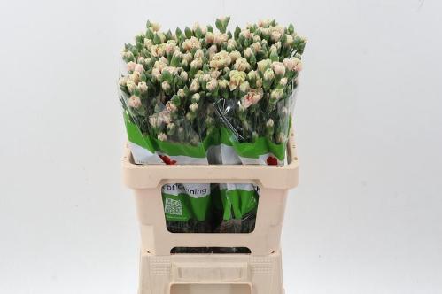 Dianthus tros overig