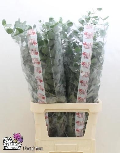 Eucalyptus cinerea