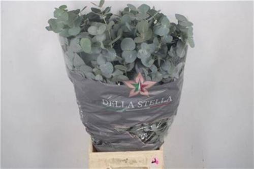 Eucalyptus per bos cinerea