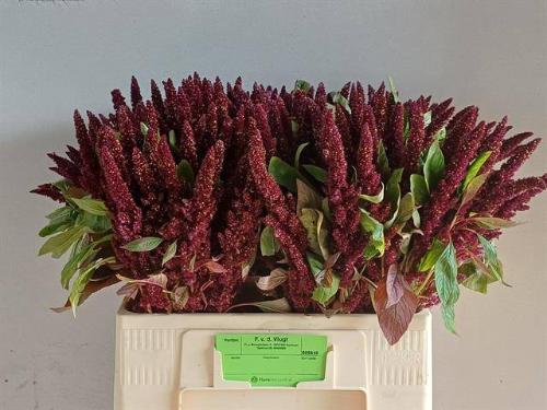 Amaranthus hypochondriacus 'Pygmy Torch'