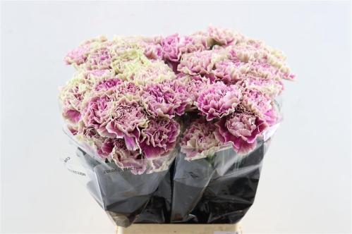 Dianthus standaard 'Antigua'