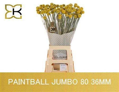 Craspedia globosa Paintball Jumbo