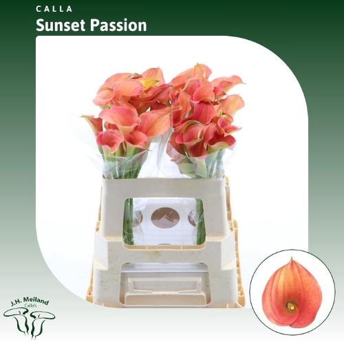 Zantedeschia 'Sunset Passion'